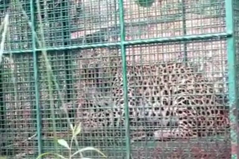 Leopard in Udupi district