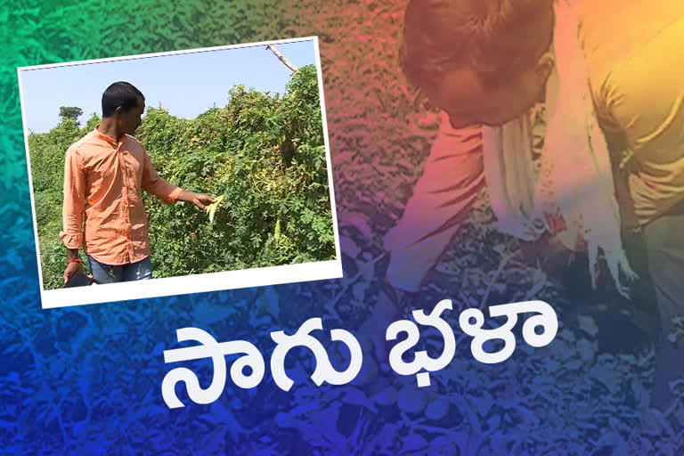 Organic Farmers Association in Adilabad District