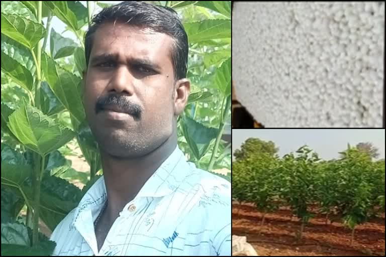 bumper-price-for-silk-dot-this-farmer-in-gundlupetta-earns-lakhs-per-month