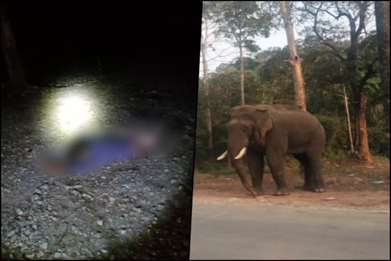 a-man-dies-from-elephant-attack-at-hasan