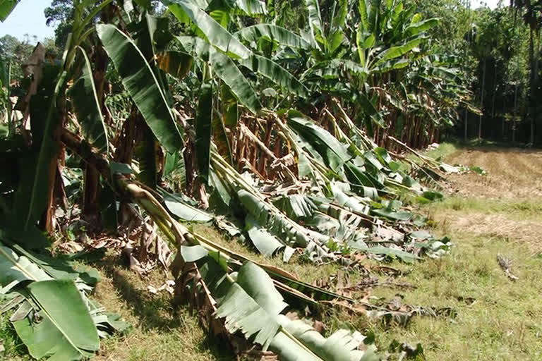 Extensive crop damage  Kothamangalam  പത്തു ലക്ഷം രൂപയുടെ കൃഷിനാശം  കനത്ത കാറ്റിൽ വ്യാപക കൃഷി നാശം