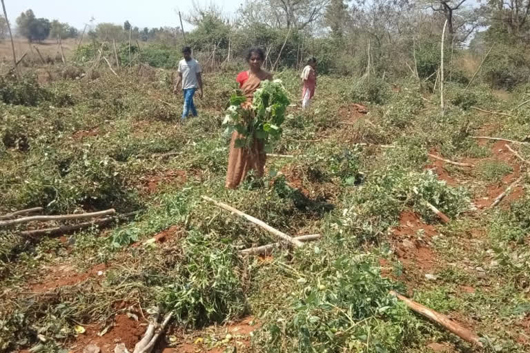 Wild elephant attack, Wild elephant attack on farm, Wild elephant attack on farm in Mandya, Mandya elephant news, ಕಾಡಾನೆಗಳು ಆಳಿ, ಕಾಡಾನೆಗಳು ದಾಳಿಯಿಂದ ಬೆಳೆ ನಾಶ, ಮಂಡ್ಯದಲ್ಲಿ ಕಾಡಾನೆಗಳು ದಾಳಿ, ಮಂಡ್ಯ ಕಾಡಾನೆ ಸುದ್ದಿ,