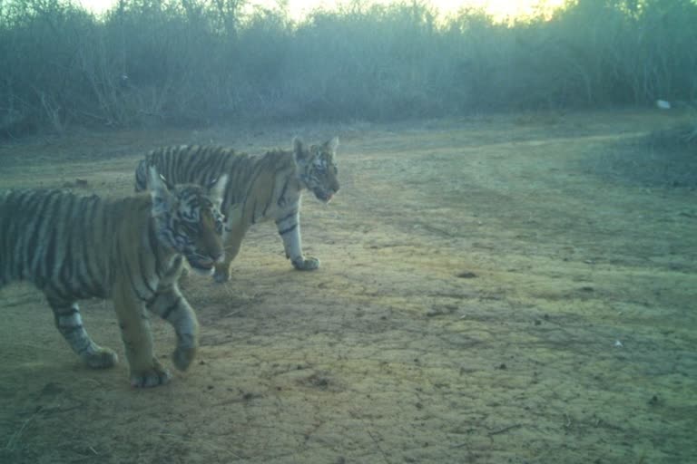 All three cubs are perfectly healthy.