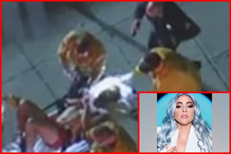 Police: Lady Gaga's dogwalker shot, dogs stolen