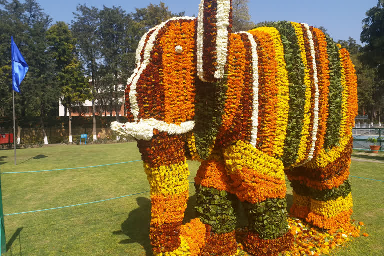 rose festival begins in chandigarh