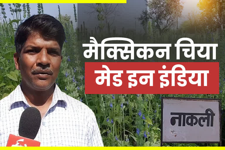 Farmer Radheshyam Rajsamand, black wheat, chia and kinova in rajsamand, Rajsamand farmer innovation