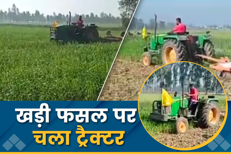 farmer-drive-tractor-on-standing-crop-in-kashipur-in-support-of-farmer-movement