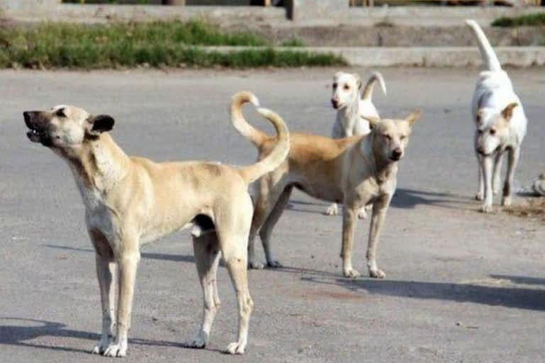 stray-dogs-attacked-a-woman-in-begusarai