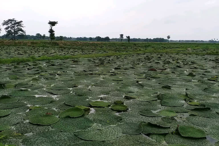 मखाना प्रबंधन के मूल मंत्र