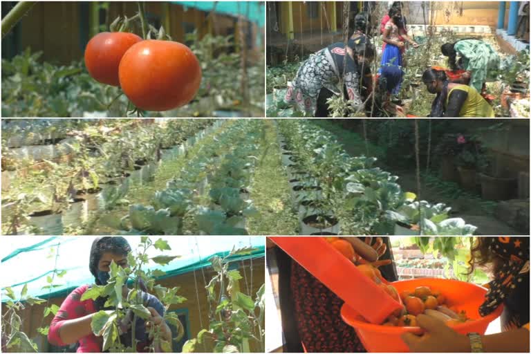 idukki rajakumari vhss  idukki school bio farming  രാജകുമാരി വിഎച്ച്എസ്‌സ്  രാജകുമാരി വൊക്കേഷണല്‍ ഹയര്‍സെക്കണ്ടറി സ്‌കൂള്‍  ഇടുക്കി സ്കൂൾ ജൈവകൃഷി