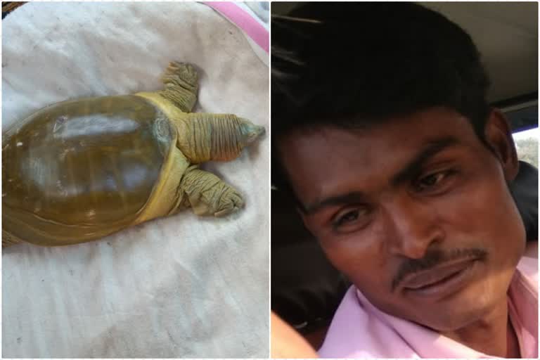 राजस्थान न्यूज , tortoise smuggling in Sikar