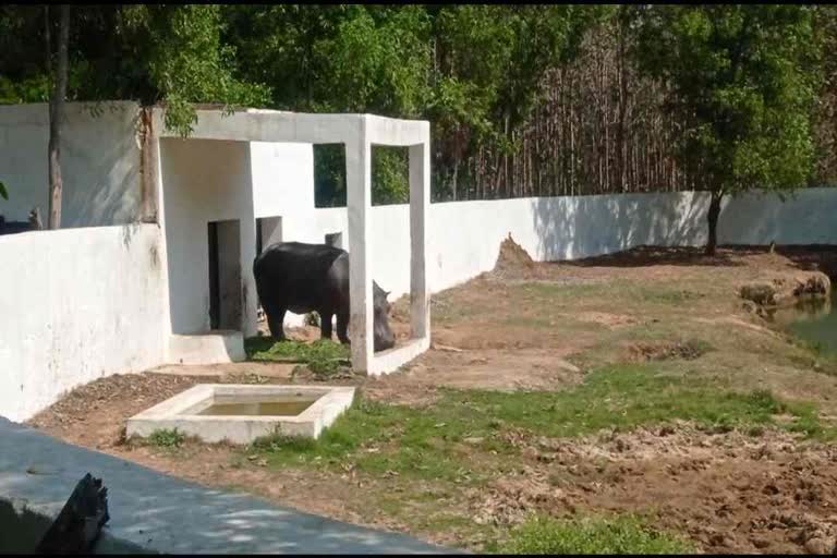 Female hippopotamus