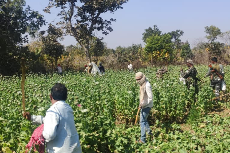 police destroyed 8 acres of poppy farming in hazaribag