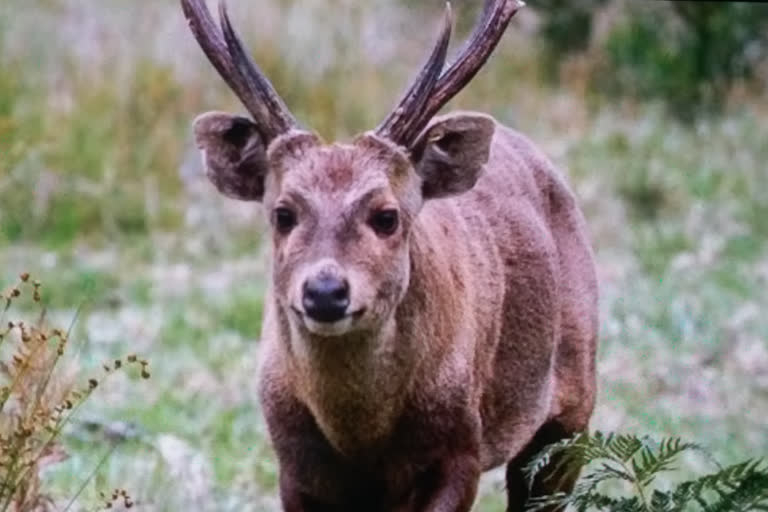 hog deer will count in Corbett Tiger Reserve