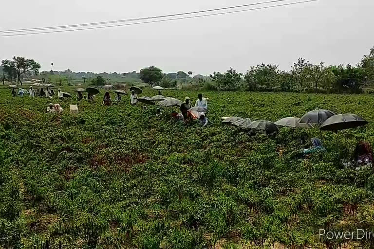 umbrellas in the chili garden at Lakshmipuram in mahabubabad