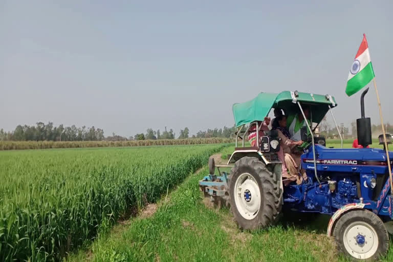 farmer-destroyed-his-wheat-crop-standing-on-3-acres-by-driving-tractor-in-jind