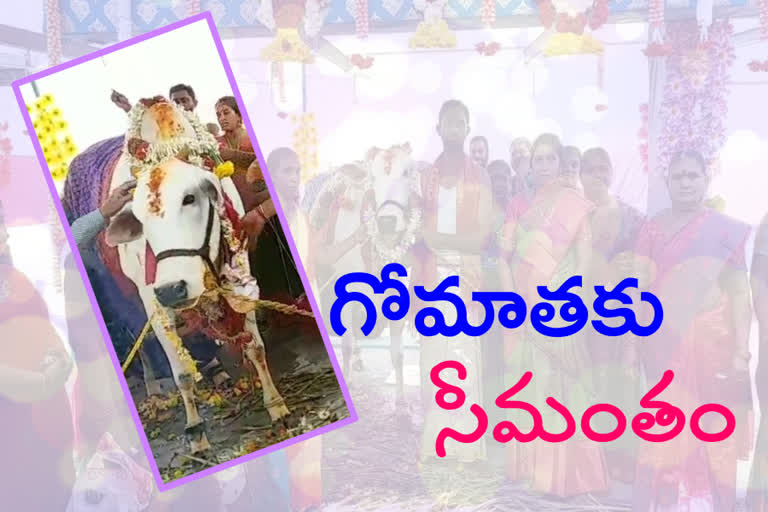 baby-shower-function-to-cow-in-issapalem-guntur-district