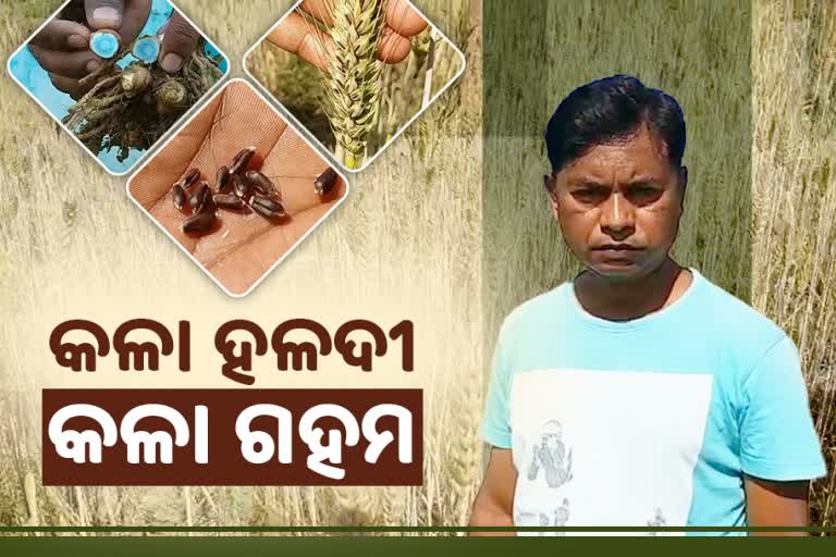 1st time black turmeric and black wheat farming in sambalpur,odisha