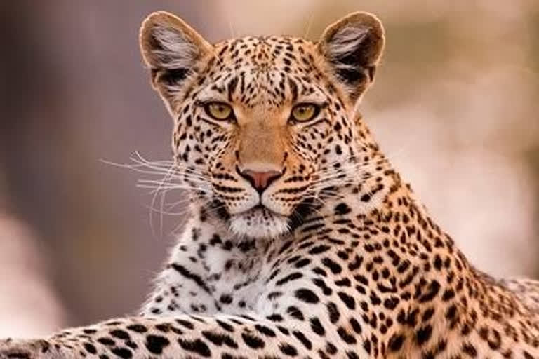 Bhandara Lakhandur Leopard seized News