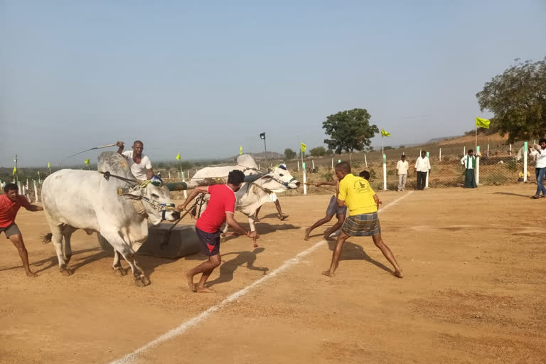 two Telugu states level Bullock cart competitions in Nalgonda district