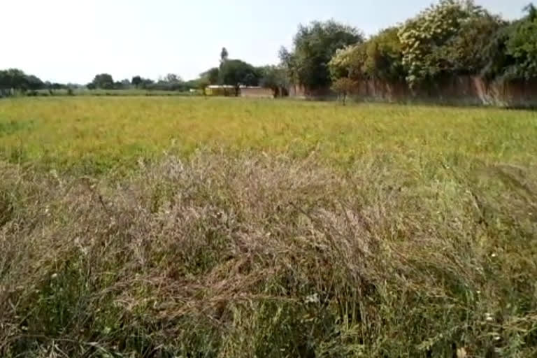 farmers crops are drying up due to rising temperatures in hamirpur