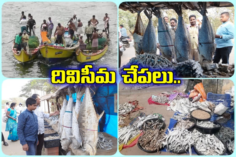 special story on diviseema fishes and prawns