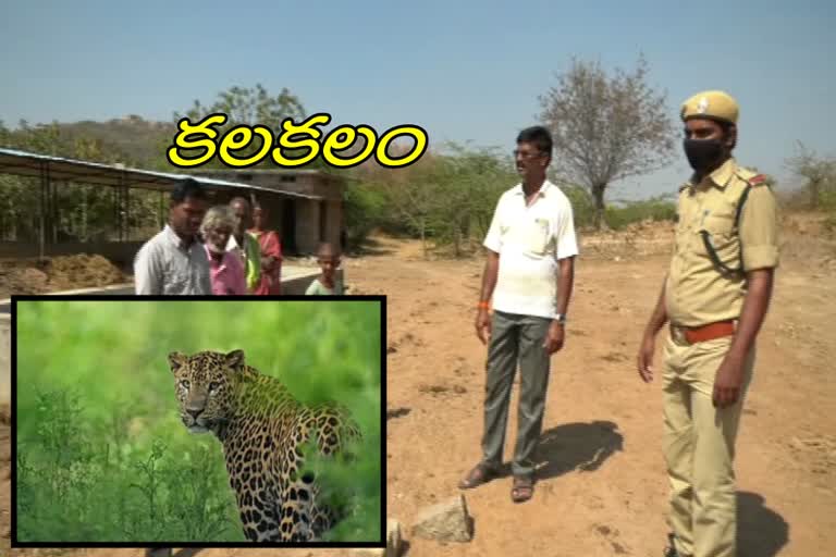 leopard-assaulted-on-calf-at-dharmapur-in-mahabubnagar-district