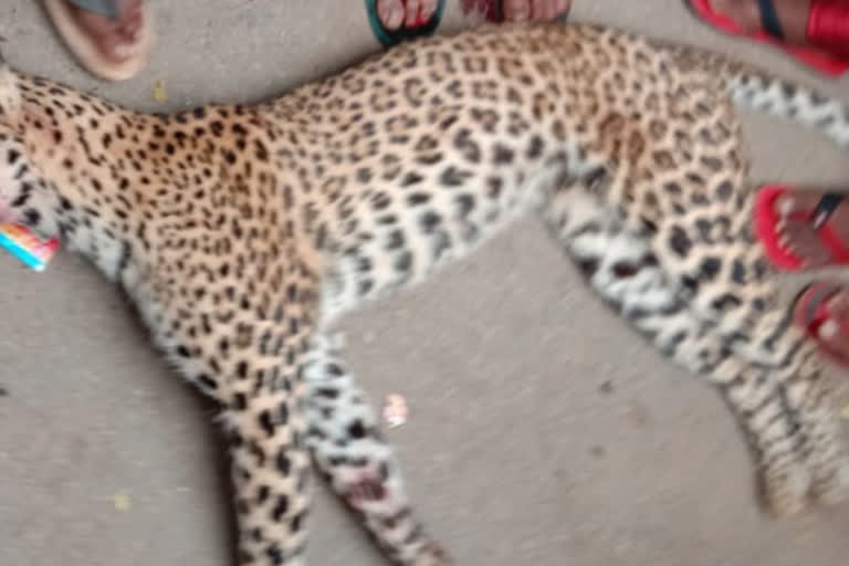 Handwara: A leopard was found dead