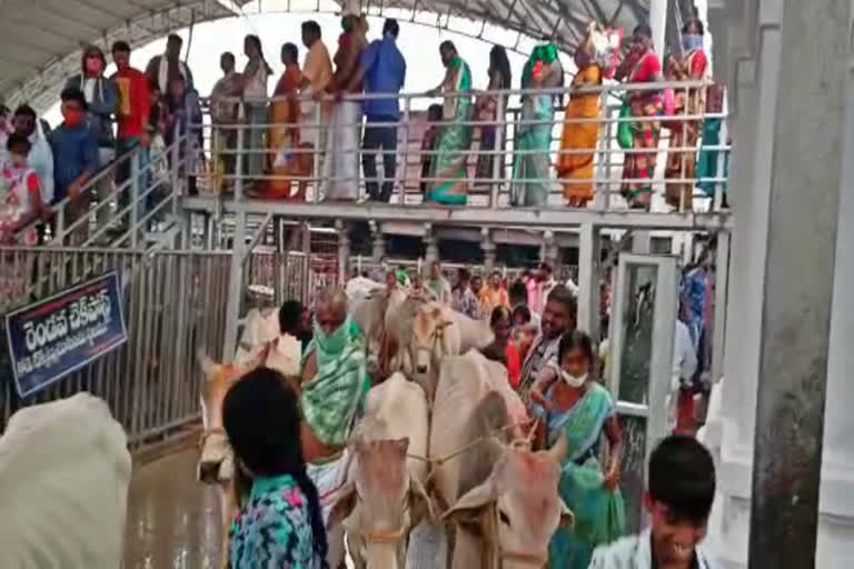 heavy-rush-at-vemulawada-sri-rajarajeswara-temple