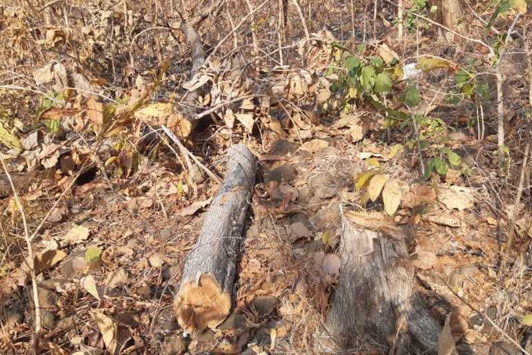 Some smugglers, accustomed to smuggling, are cutting down forests in Adilabad district.