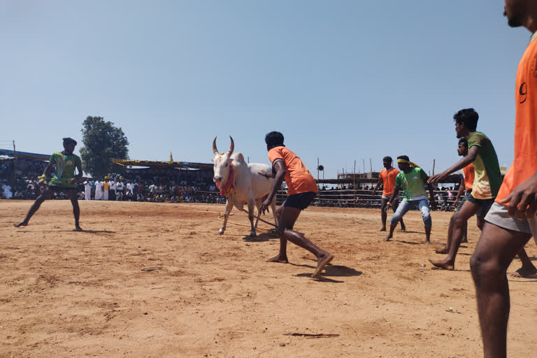 vada maadu manju virattu in trichy