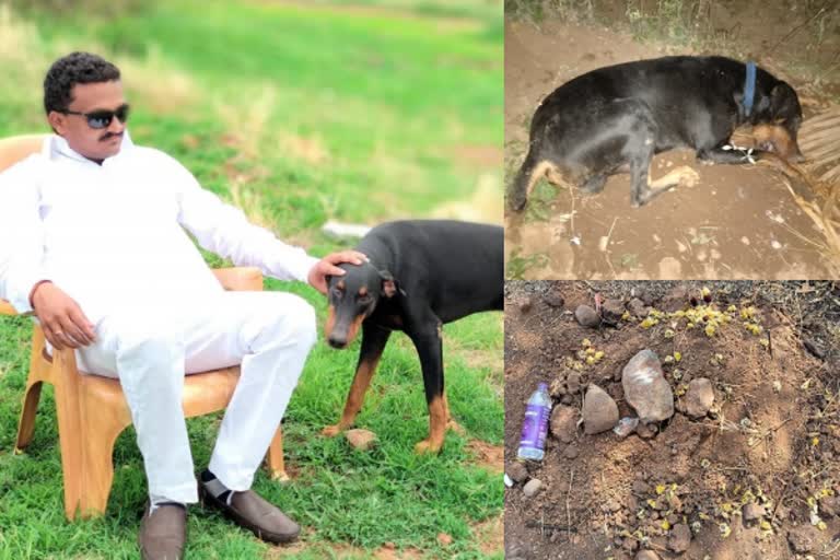 Vijayapura: A Dog sacrifices his life for save a owners Life