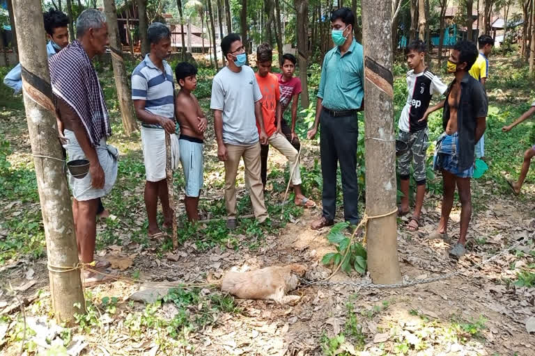 എട്ടുവയസുകാരനെ പേപ്പട്ടി കടിച്ചു  എട്ടുവയസു കാരന് നേരെ തെരുനായ ആക്രമണം  eight-year-old boy bitten by dog  തെരുവുനായ ശല്യം രൂക്ഷം