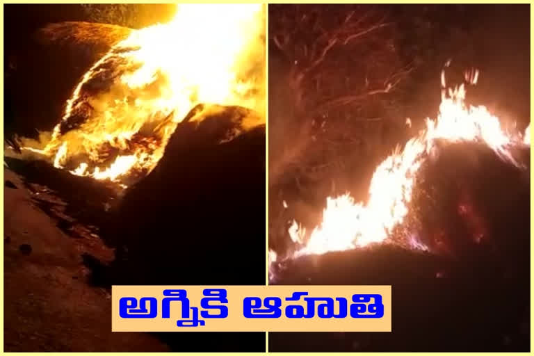 అగ్నిప్రమాదంలో గడ్డివాములు దగ్ధం