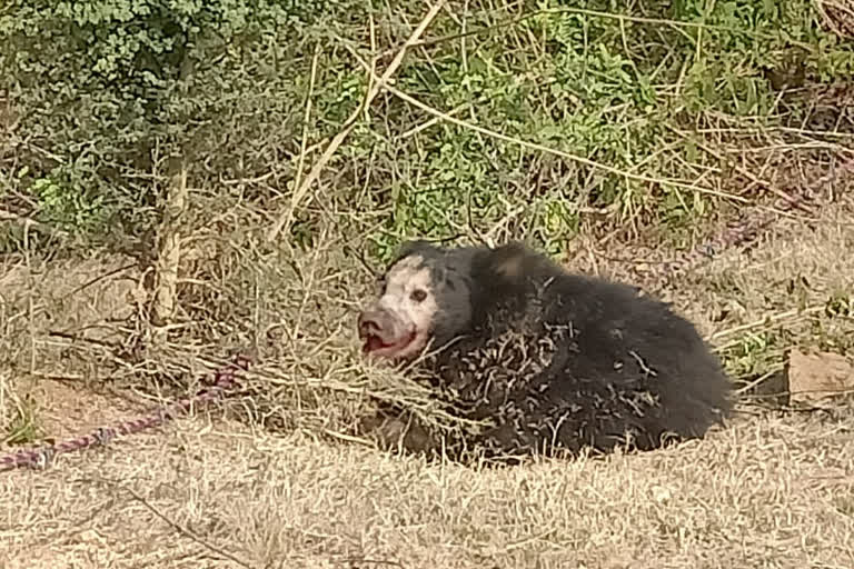 bear trappped in  Wild boar trap at ananthapur district