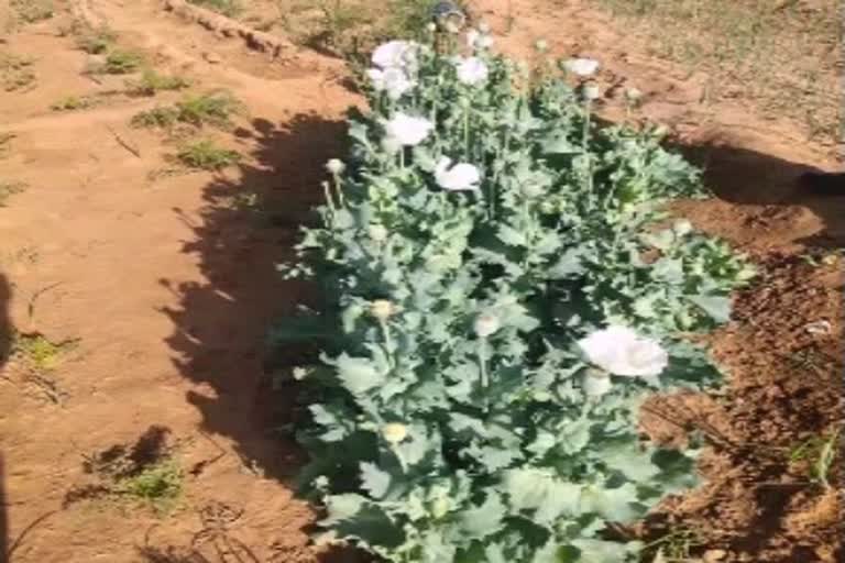 illegal poppy cultivation in Jodhpur, poppy cultivation in Jodhpur