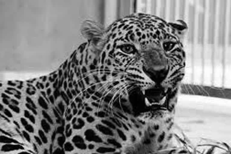 Maharashtra: Elderly man killed by leopard in Gondia district