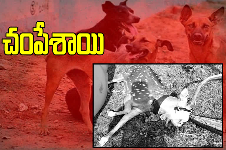 Moose killed in dog attack in nagar karnool district