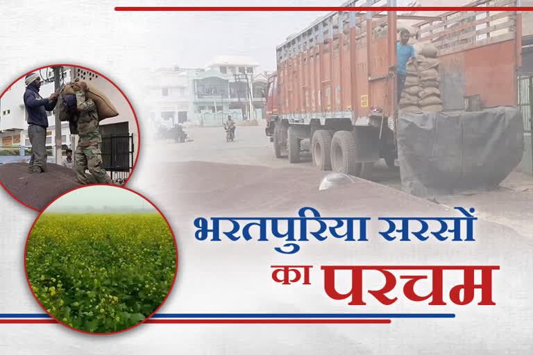 Mustard oil production in Bharatpur, Bharatpur leads in mustard oil production, Mustard oil in Bharatpur district