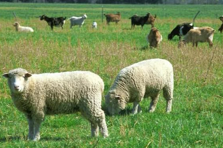 Sheep and goat center of excellence to be built in Palampur