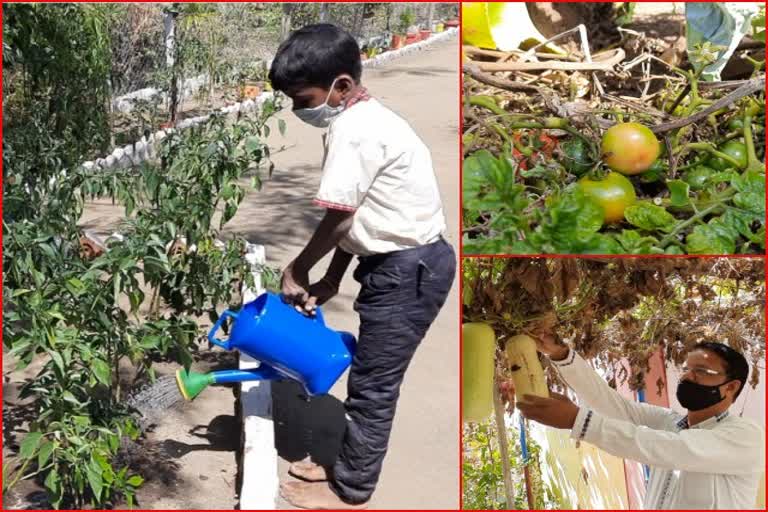 Vegetable garden