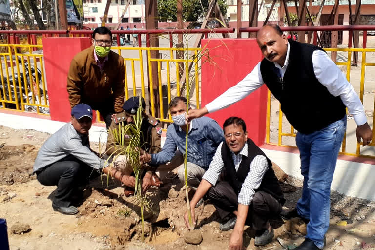 plantation in raxaul