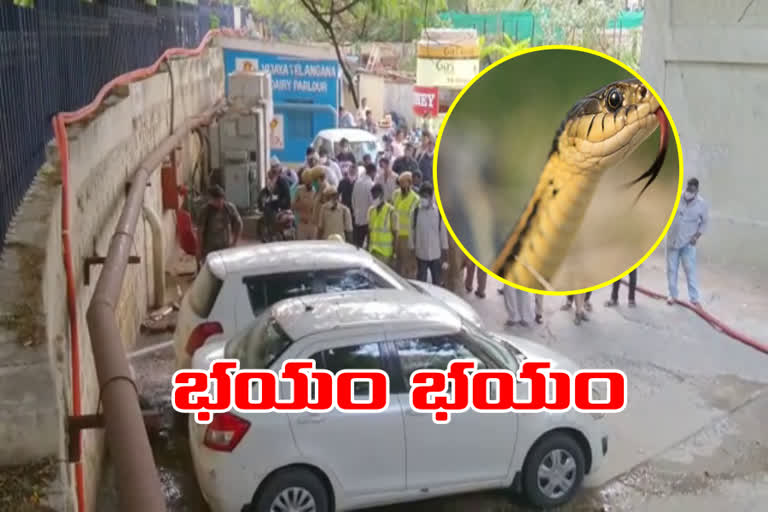 Snake At Brk Bhavan in hyderabad