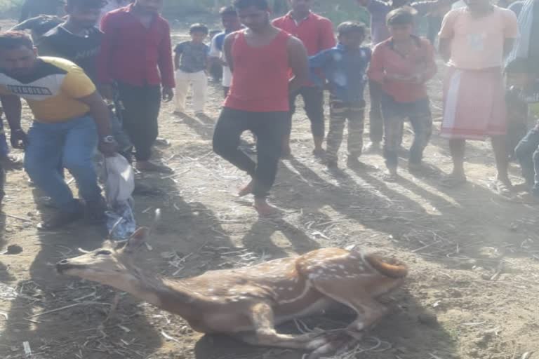 villagers-caught-deer-in-koderma