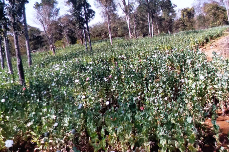 Campaign ran against poppy cultivation in Palamu