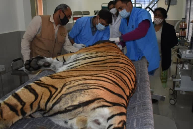 The tiger was brought in an injured state to Van Vihar.