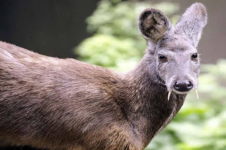 Musk deer