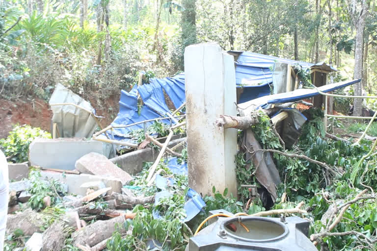 cattle farm collapsed In Kallimali  കാനത്തില്‍ ജോമിയുടെ വീട്  മരം കടപുഴകി വീണ് കന്നുകാലി ഫാം തകര്‍ന്നു  Kallimali idukki