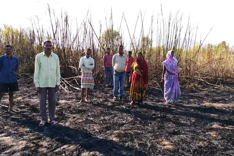 Sugarcane crop caught fire in Giridih