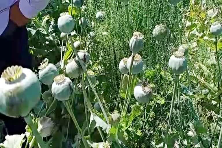Sawai Madhopur news,  NCB action on poppy cultivation